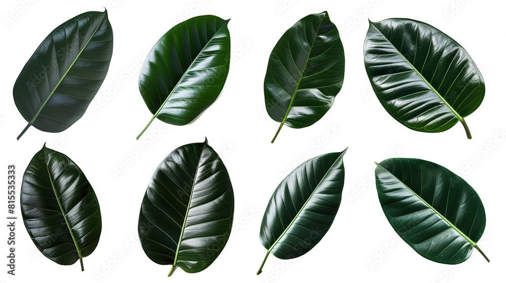 Set of rubber plant leaves, emphasizing their thick, glossy texture and deep green color Set of rubber plant leaves, emphasizing their thick, glossy texture and deep green color
