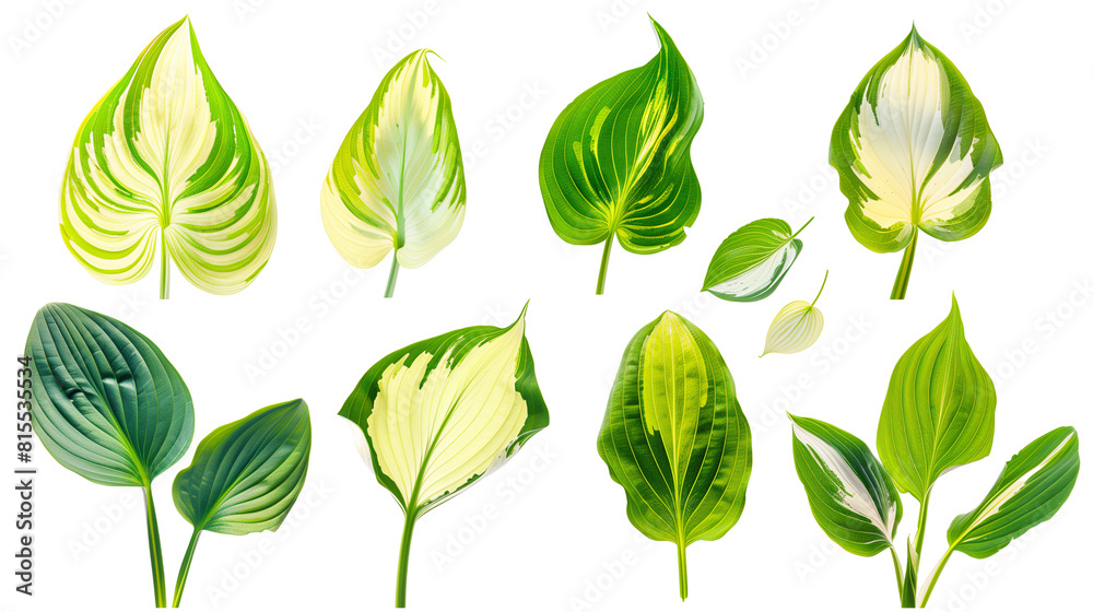 Set of hosta leaves, displaying a range of patterns from solid green to variegated forms with white or yellow margins, Set of hosta leaves, displaying a range of patterns from solid green to variegated forms with white or yellow margins,