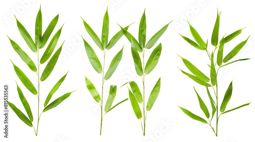 Set of bamboo leaves, emphasizing their long, narrow form and vibrant green hue, typical of fast-growing clumps, photo