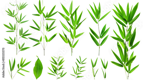 Set of bamboo leaves, emphasizing their long, narrow form and vibrant green hue, typical of fast-growing clumps,