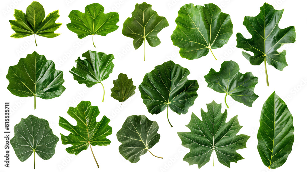 Set of fig leaves, highlighting their broad, lobed shape and rich green color Set of fig leaves, highlighting their broad, lobed shape and rich green color