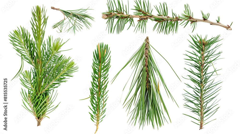 Set of pine needles, showcasing bundles of long, slender leaves characteristic of conifers Set of pine needles, showcasing bundles of long, slender leaves characteristic of conifers