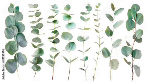 Set of eucalyptus leaves, featuring their slender, elongated forms and distinctive blue-green hue, often used in floral arrangements, photo