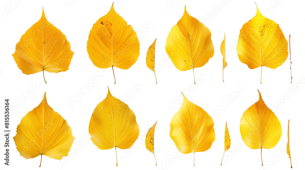 Obraz premium Set of birch leaves, capturing their delicate, triangular shapes and vibrant yellow fall colors