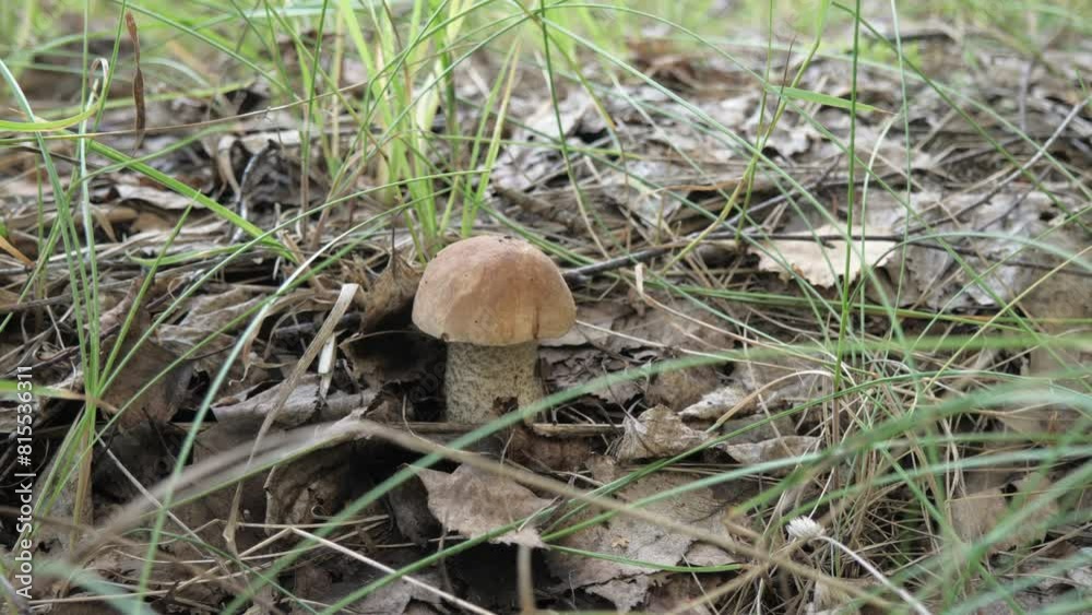 Image of a mushroom growing in the forest, organic food, mushroom picking Image of a mushroom growing in the forest, organic food, mushroom picking