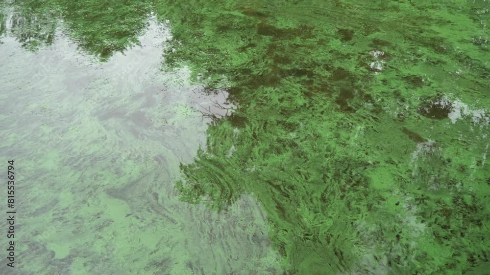 Reflection of trees in the water, waves and ripples. Relaxation and rest Reflection of trees in the water, waves and ripples. Relaxation and rest