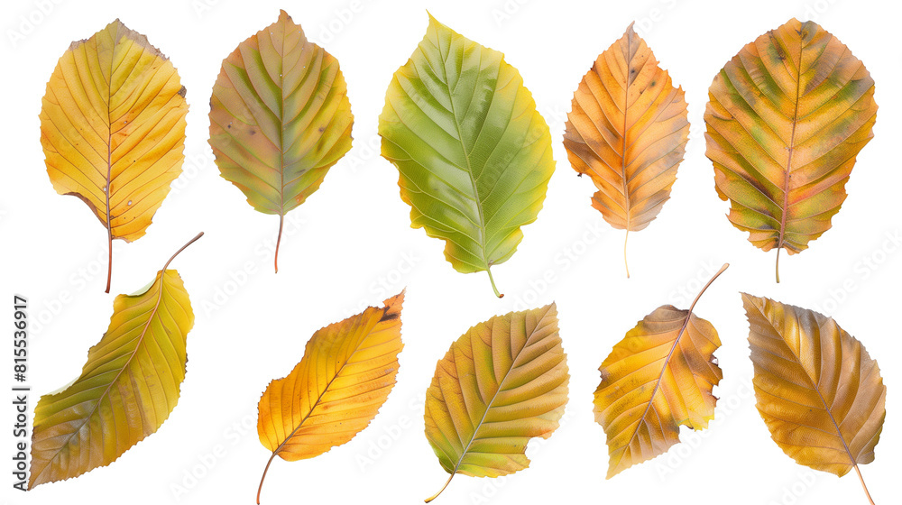 Set of beech tree leaves, featuring their smooth edges and elegant elliptical shape, transitioning from green to golden in autumn Set of beech tree leaves, featuring their smooth edges and elegant elliptical shape, transitioning from green to golden in autumn