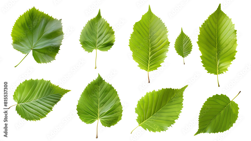 Set of alder tree leaves, featuring their rounded shape with serrated ...