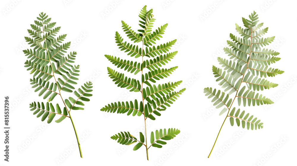 Set of acacia tree leaves, with their feathery, fine-textured foliage that provides a light, airy canopy,