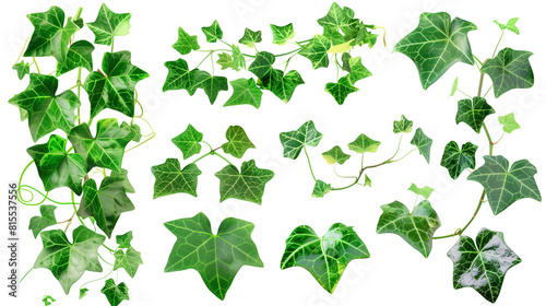 Set of wild ivy leaves, displaying their climbing habit and deep green hue, perfect for covering old walls or trees