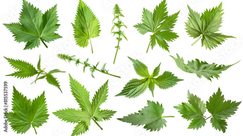 Set of wild nettle leaves, known for their stinging hairs and serrated edges, used in traditional medicine and cooking, photo