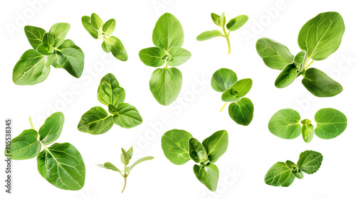 Set of oregano leaves, with their small, oval leaves packed with a robust flavor, essential in Mediterranean cooking,