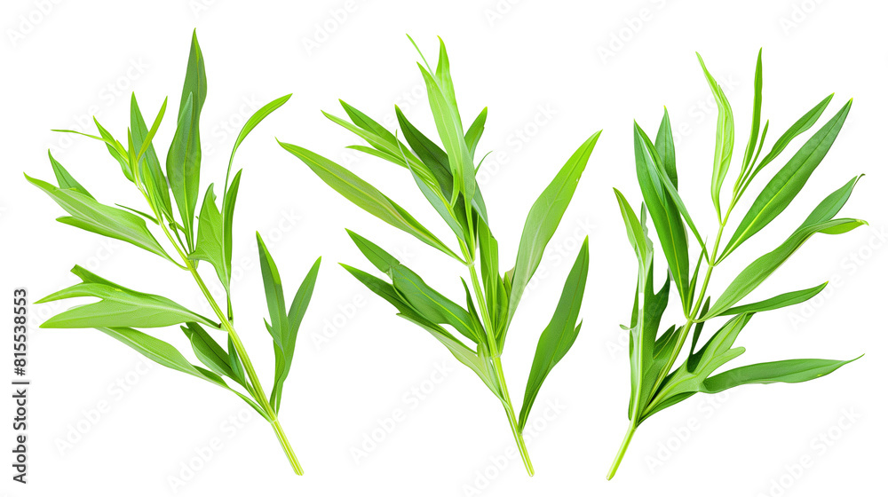 Set of tarragon leaves, showing their long, slender leaves popular in French cuisine, known for their distinctive anise-like flavor Set of tarragon leaves, showing their long, slender leaves popular in French cuisine, known for their distinctive anise-like flavor
