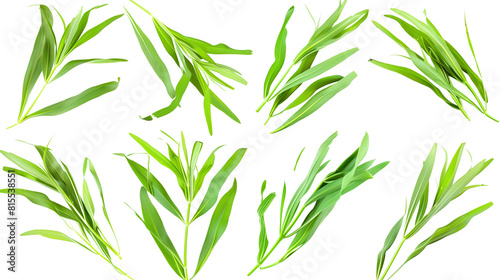 Set of tarragon leaves  showing their long  slender leaves popular in French cuisine  known for their distinctive anise-like flavor