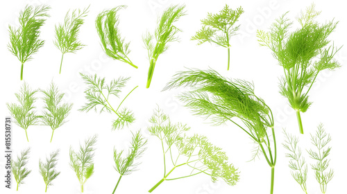 Set of fennel leaves  displaying their feathery  bright green fronds used both in culinary and medicinal applications 