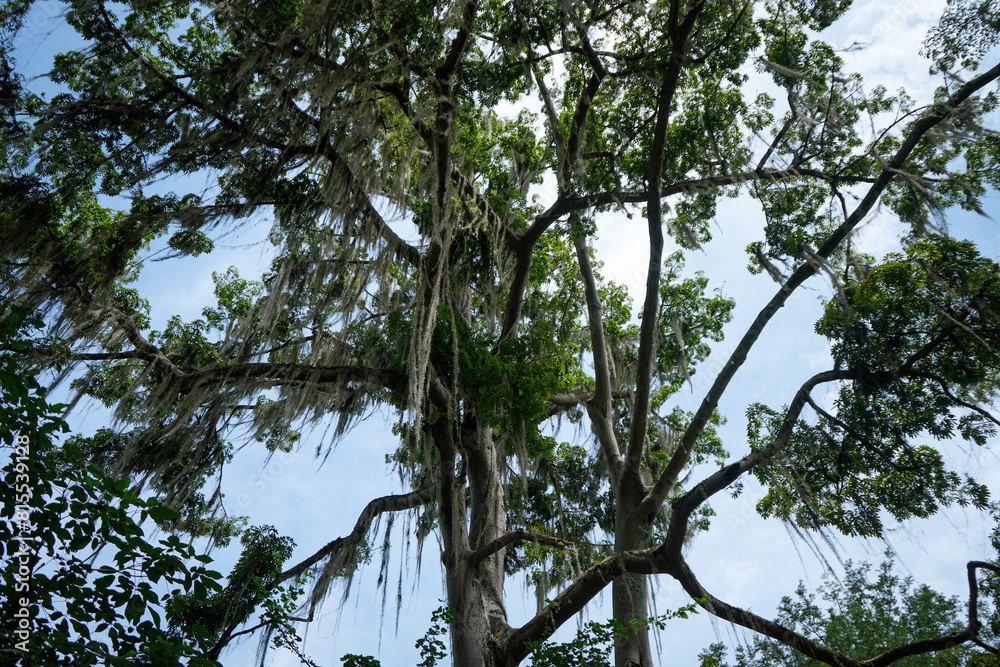 Jungle Tree Canopy with Clear, Blue Skies - San Gill, Colombia