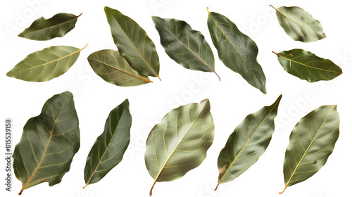 Set of bay leaves, featuring their glossy, dark green leaves used as a flavor enhancer in cooking, photo