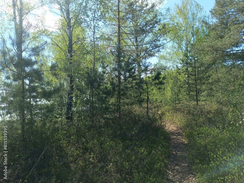 Rekyva forest during sunny summer day. Pine and birch tree woodland. Blueberry bushes are growing in woods. Sunny day. Summer season. Nature. Rekyvos miskas. Rekyva forest during sunny summer day. Pine and birch tree woodland. Blueberry bushes are growing in woods. Sunny day. Summer season. Nature. Rekyvos miskas.