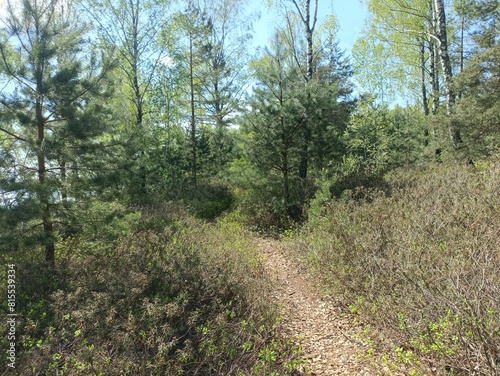 Rekyva forest during sunny summer day. Pine and birch tree woodland. Blueberry bushes are growing in woods. Sunny day. Summer season. Nature. Rekyvos miskas.