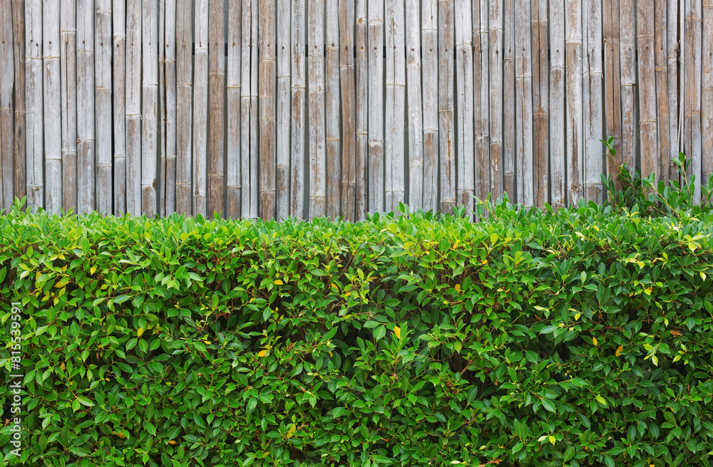 Green leaves on the background of a bamboo fence Green leaves on the background of a bamboo fence