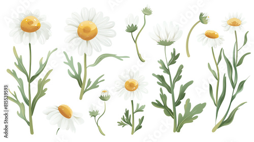 Set of chamomile elements, featuring chamomile flowers, buds, and delicate feathery leaves, known for their calming properties photo