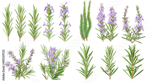 Set of rosemary elements  featuring rosemary flowers  needle-like leaves  and woody stems  used in culinary and aromatic applications 