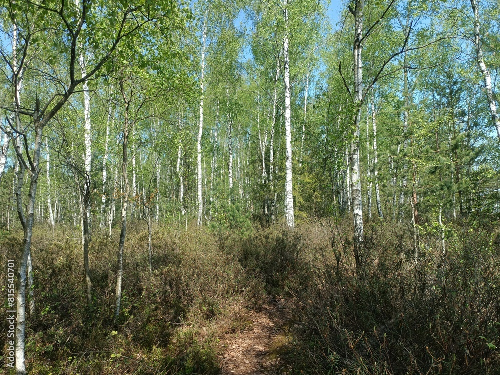 Rekyva forest during sunny summer day. Pine and birch tree woodland. Blueberry bushes are growing in woods. Sunny day. Summer season. Nature. Rekyvos miskas. Rekyva forest during sunny summer day. Pine and birch tree woodland. Blueberry bushes are growing in woods. Sunny day. Summer season. Nature. Rekyvos miskas.