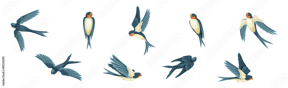 Swallow or Martin Passerine Bird with Long Tail and Pointed Wings Flying and Gliding Vector Set Swallow or Martin Passerine Bird with Long Tail and Pointed Wings Flying and Gliding Vector Set