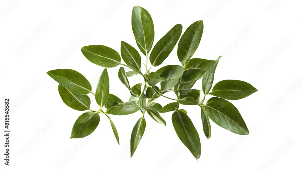 Green leaves Green leaves