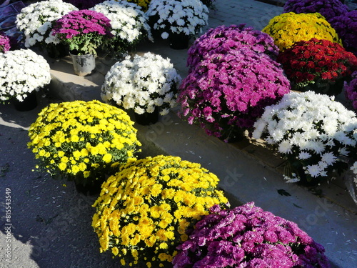 Фотография chrysanthèmes
