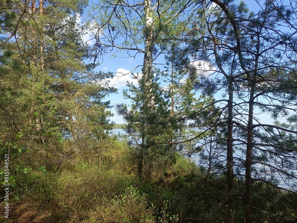 Rekyva forest and lake during sunny summer day. Pine and birch tree woodland. Wavy lake. Bushes and small trees are growing in woods. Sunny day without clouds in blue sky. Nature. Rekyvos miskas. Rekyva forest and lake during sunny summer day. Pine and birch tree woodland. Wavy lake. Bushes and small trees are growing in woods. Sunny day without clouds in blue sky. Nature. Rekyvos miskas.