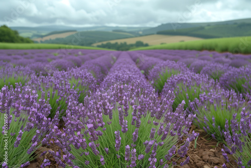 lavender field in countryside