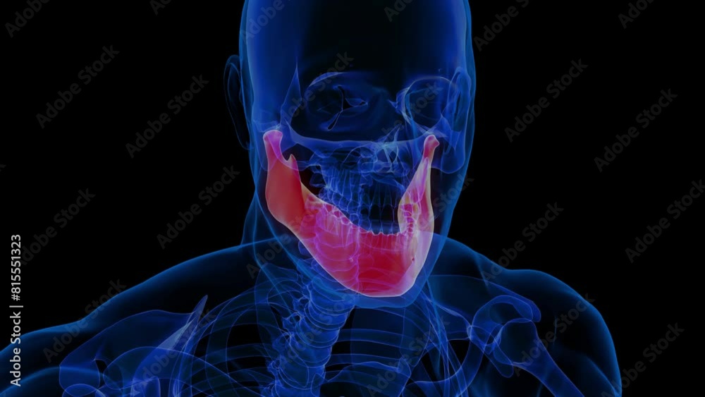 Human skeleton Skull Mandible Bone Anatomy 3D rendering For Medical Concept Human skeleton Skull Mandible Bone Anatomy 3D rendering For Medical Concept