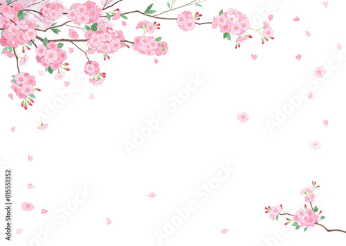 pink cherry blossom