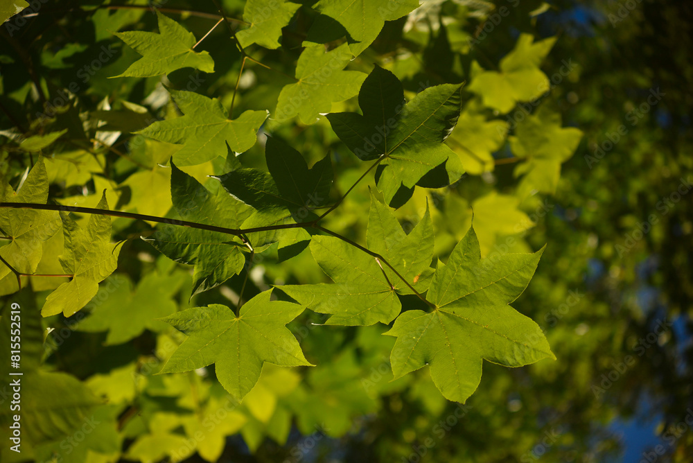 The green maple leaves under the sunlight The green maple leaves under the sunlight