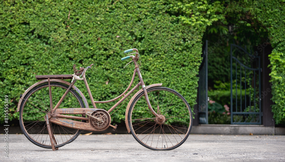 Fototapeta premium Old decay bicycle on green vine climbing garden wall outdoor. Rust Classic bike old bicycle on green garden wall retro style. Vine plant green leaves partition background.