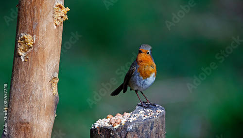 Euraisin robin at a woodland site