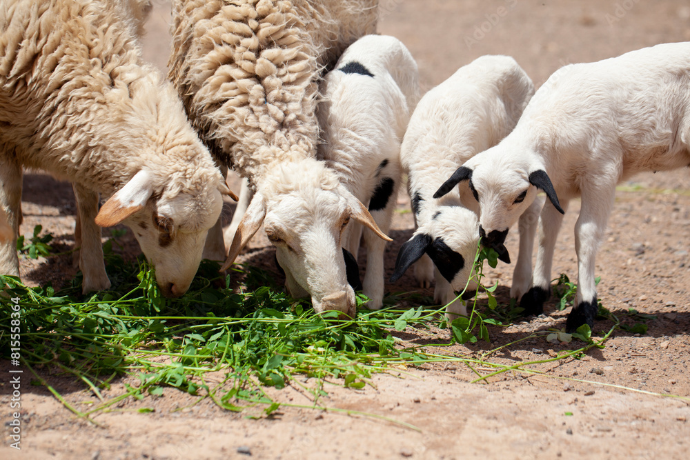 Sheep and little lambs eating fresh grass