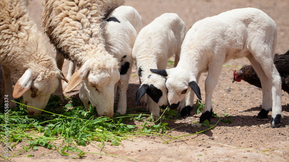 Sheep and little lambs eating fresh grass