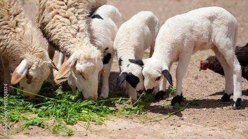 Obraz na płótnie Sheep and little lambs eating fresh grass w salonie