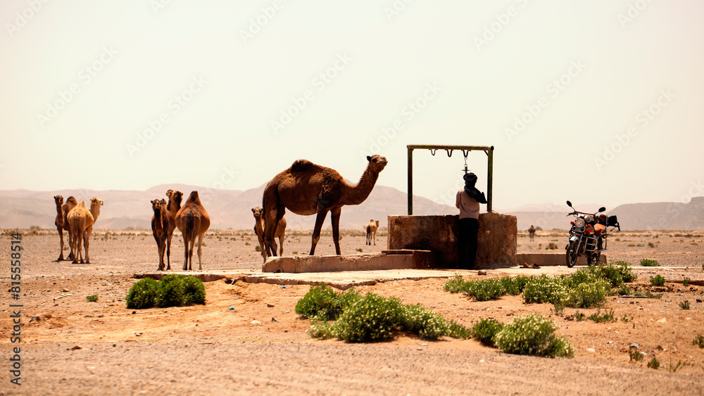 Berber watering desert dromedaries in South Morocco