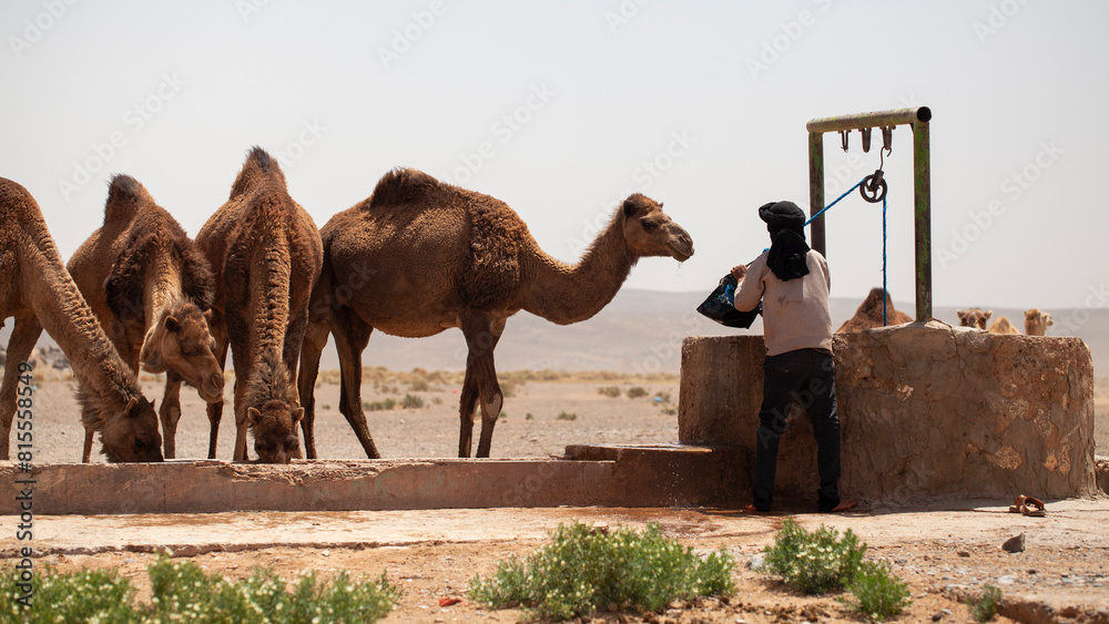 Berber watering desert dromedaries in South Morocco