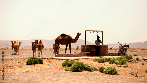 Obraz na płótnie Berber watering desert dromedaries in South Morocco w salonie
