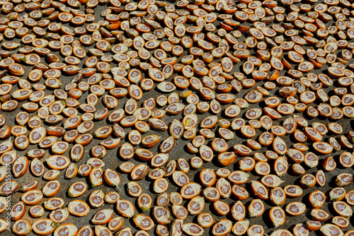 Full frame shot of ripe betel nut or Areca nut sliced in the sun drying