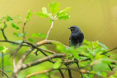 black redstart (Phoenicurus ochruros) wants to fly to the nest photo