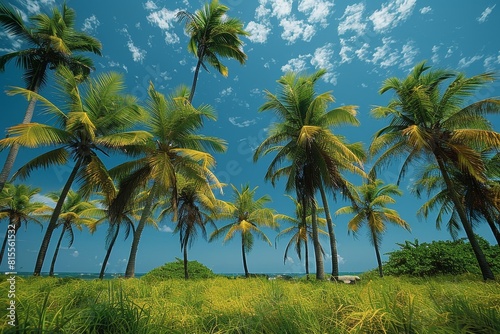 Palm Tree Forest in Tropical Paradise  Lush greenery with clear blue skies