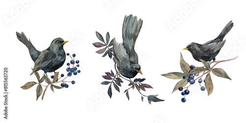 Blackbird bird on a branch with blue berries and viburnum leaves watercolor set photo