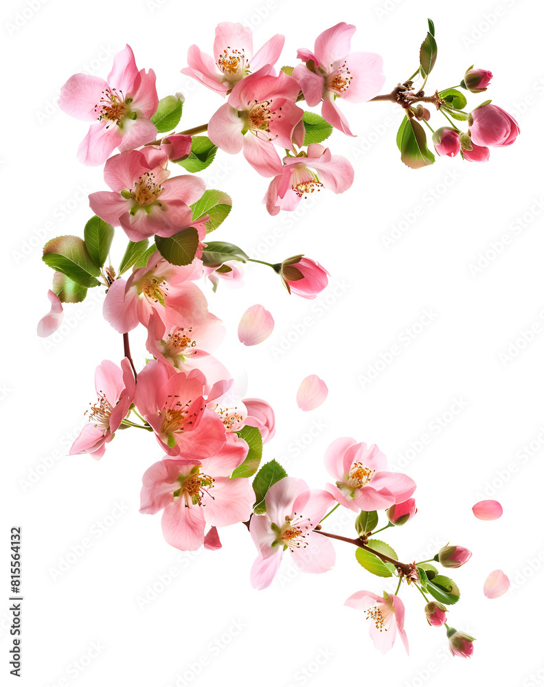 custom made wallpaper toronto digitalFresh quince blossom, beautiful pink flowers falling in the air isolated on white background