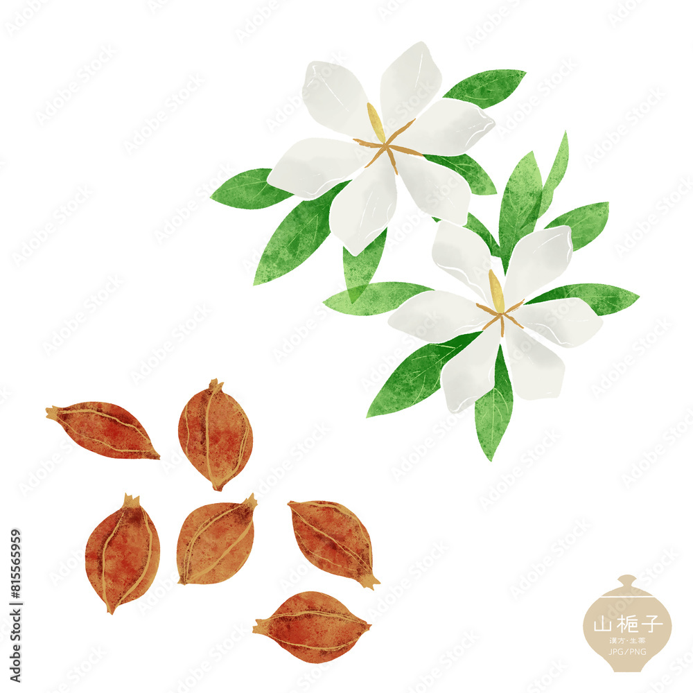 Obraz premium 生薬のイラスト/ サンシシ （山梔子）、クチナシの花と果実 