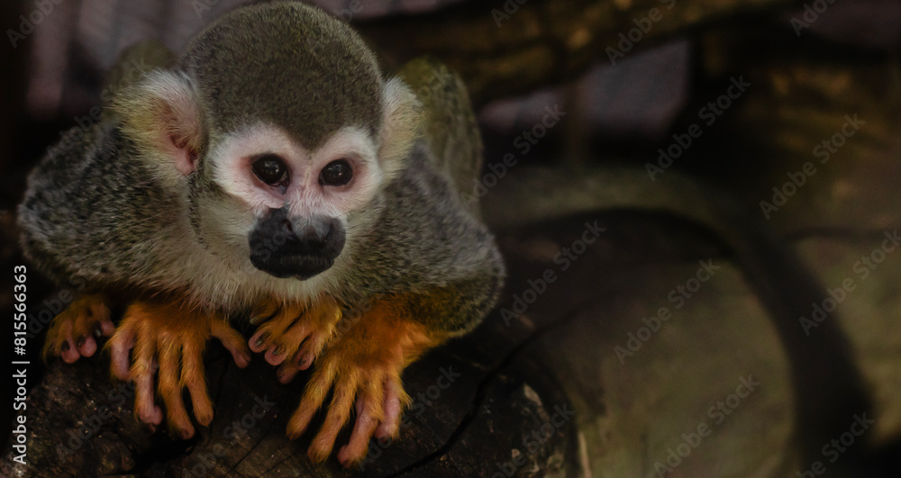 Fototapeta premium monkeys look at the face of love, are smart, have for thinking new things.